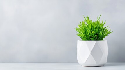Fresh potted plant on a gray background
