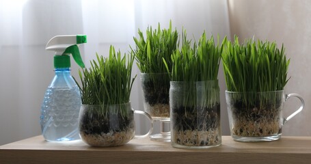 Wheat grass in transparent pots and spray bottle on wooden table indoors