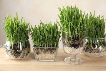 Wheat grass in transparent pots on wooden table near light wall, closeup