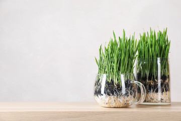 Wheat grass in transparent pots on wooden table near light wall. Space for text