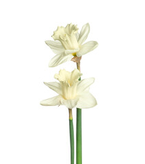 Two beautiful color daffodils isolated on white