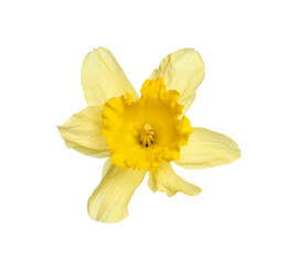 One beautiful yellow daffodil isolated on white