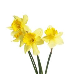 Three beautiful yellow daffodils isolated on white
