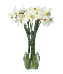 Beautiful daffodils in vase isolated on white