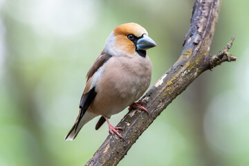 Hawfinch grosbeak in soft colors in the forest