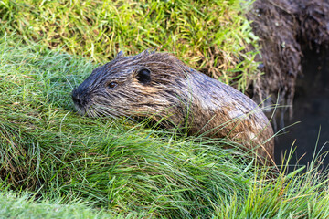 Nutria 72