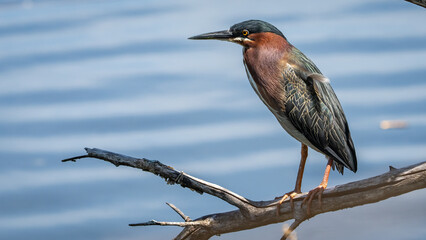 Green Heron hanging out on a branch