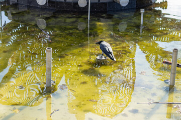 
Hooded crow perches on fountain nozzle amid shallow algae-covered water with abstract reflections.  
