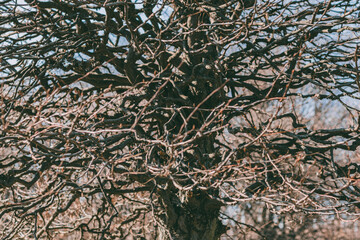 Closeup of twisted, contorted tree branches forming intricate maze against sky.  
