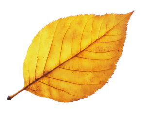 Autumn leaf falling nature beauty isolated on transparent background