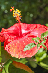 Beautiful hibiscus on a sunny day

