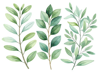Fototapeta premium Three watercolor eucalyptus branches with green leaves in a botanical arrangement on white background
