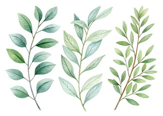 Watercolor illustration of three branches with green leaves on a white background design style