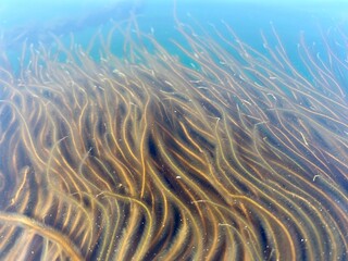 Fototapeta premium Sea grass underwater.