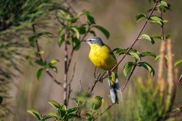  A male Western Yellow Wagtail sits on a thin branch of a small bush on a sunny spring evening. 