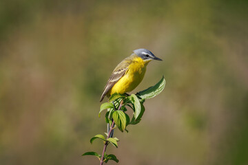 A close-up of a male Western Yellow Wagtail sitting on top of a bush branch on a sunny spring evening.