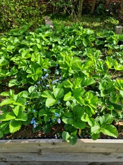 Lush strawberry plants growing in raised garden bed with forget-me-nots
