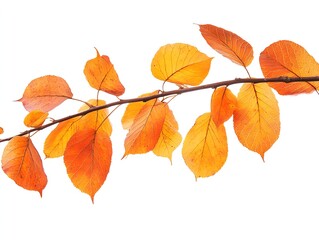 autumn leaves isolated on white