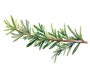 Harvesting fresh rosemary herb garden watercolor nature isolated on transparent background