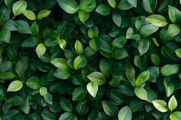 close up of green leaves