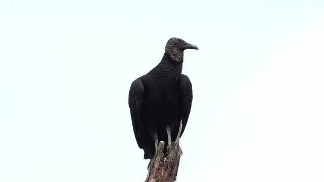 Black Vultures perched with wings wide open under the sun, preening their feathers. Captures natural behavior in a tropical environment.