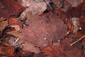 red leaf on the ground in clear water