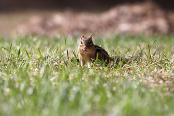 Chipmunk on the grass