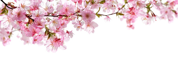 Pink spring cherry blossom flowers on a tree branch isolated against a flat background. 
