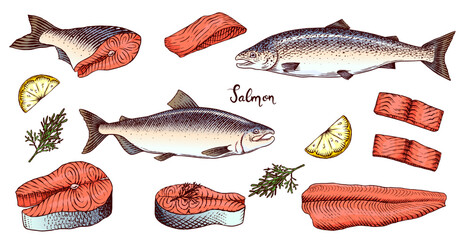 Fish sketch. Salmon fillet, ink hand drawn vector illustration. Steaks slices. Fresh product. Engraved style vintage seafood. sea food restaurant menu, cooking recipe, product package, card