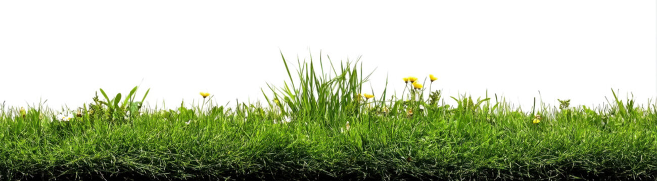 A bright green grass short cut lawn edge border with daisy flowers growing in an isolated patch of uncut grass against a transparent background. 
