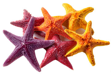 Vibrant Starfish Group Ocean Treasures Summer Colors