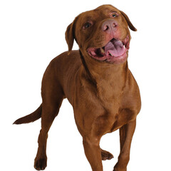 Chocolate Lab with Playful Tilt