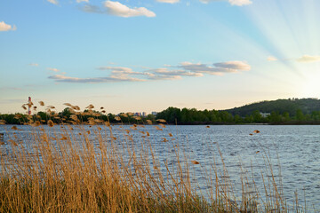 Scenic riverbank with dry reeds in the foreground and sun rays over a calm river at sunset. Natural peaceful landscape with hills.