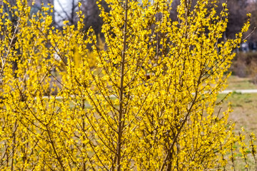 Burza  kwiatów  wczesną wiosną. Gęste skupiska jasnożółtych kwiatów forsycji (Forsythia spp.) pokrywają smukłe brązowe gałęzie. Krzewy są w pełnym rozkwicie, co zwiastuje wczesną wiosnę. 