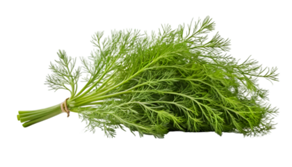 Fresh dill herb aromatic culinary ingredient green dill bunch isolated on black background healthy ingredient . on transparent background