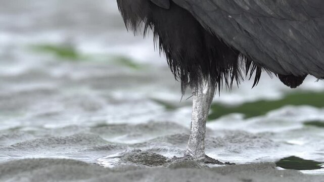 Close-up of a Black Vulture (Coragyps atratus) showing head and feet while standing on a Pacific beach as the tide rises. Sharp details of this scavenger in its habitat.
