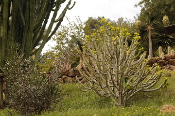 JARDIN BOTANICO LA CONCEPCION. MÁLAGA.