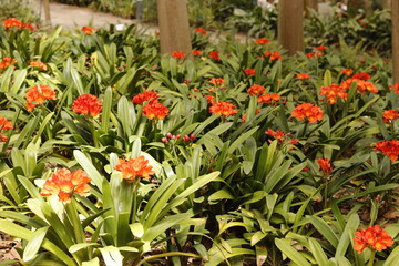 JARDIN BOTANICO LA CONCEPCION. MÁLAGA.