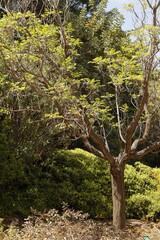 Obraz premium JARDIN BOTANICO LA CONCEPCION. MÁLAGA.