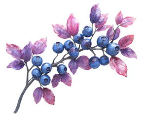 Vibrant blueberry branch aesthetic home isolated on transparent background
