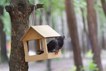 The pigeon sitting in a feeder in the park