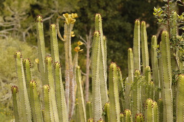 JARDIN BOTANICO LA CONCEPCION. MÁLAGA