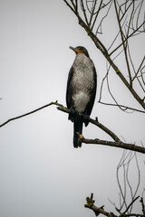 Kormoran / Cormorant