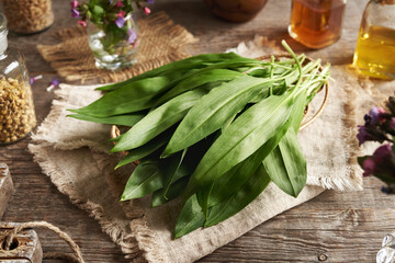 Fresh bear's garlic leaves harvested in early spring - wild edible plant