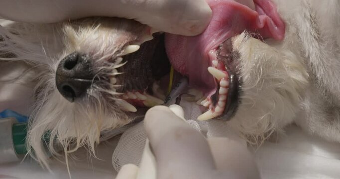 A veterinarian wearing a glove performs a thorough teeth cleaning on a sedated white dog. The dentist ensures oral health and prevents possible dental problems for the pet.