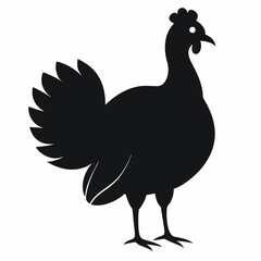 rooster isolated on white background