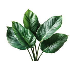Lush green leaves display nature minimalist view isolated on transparent background