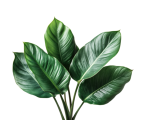 Lush green leaves display nature minimalist view isolated on transparent background