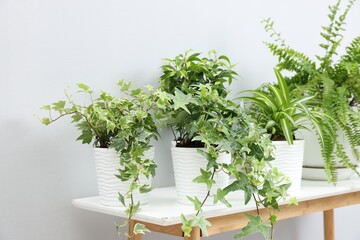 Fototapeta premium Green potted houseplants on table near light grey wall indoors