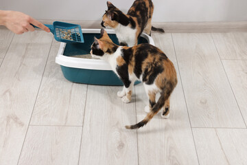 Woman cleaning litter tray and cute calico cats indoors, closeup